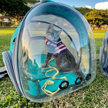 spaceship pet carrier