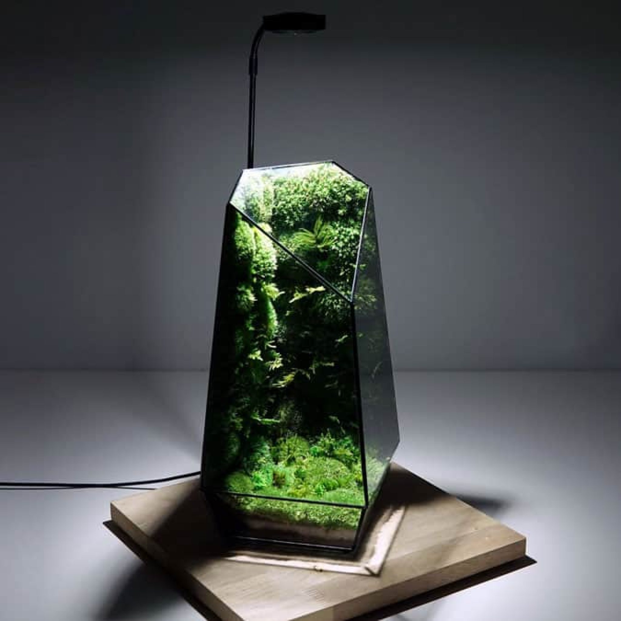 TerraLiving Preserved Moss Terrariums Suckstobebroke