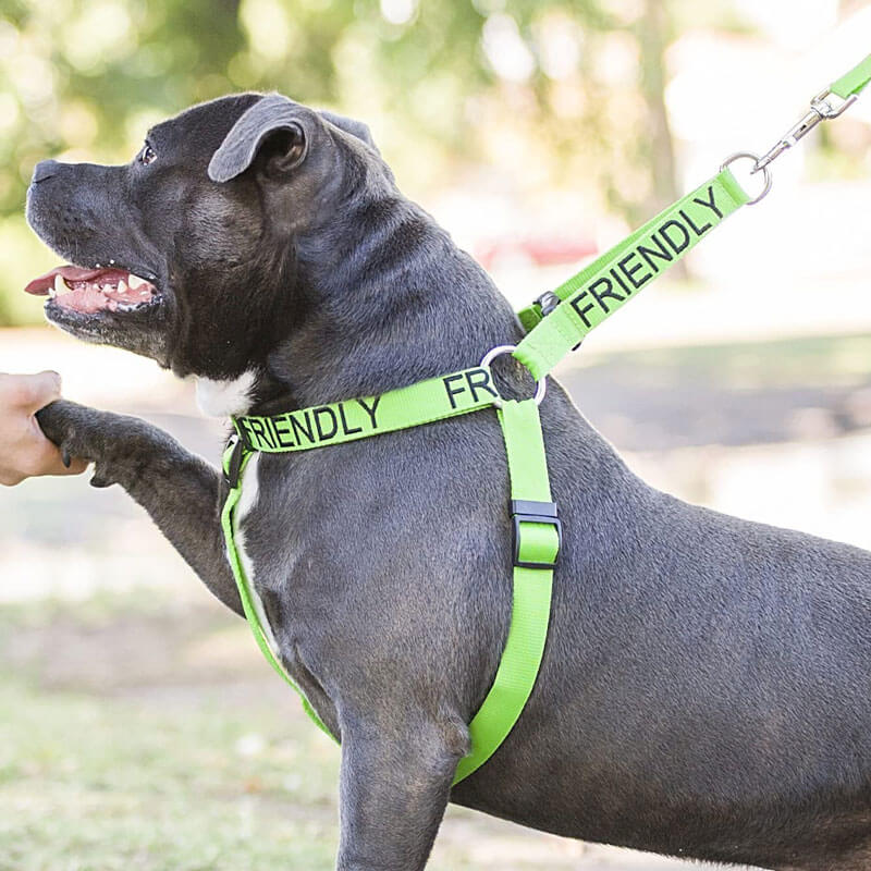 Color coded dog leashes